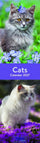 Katzen