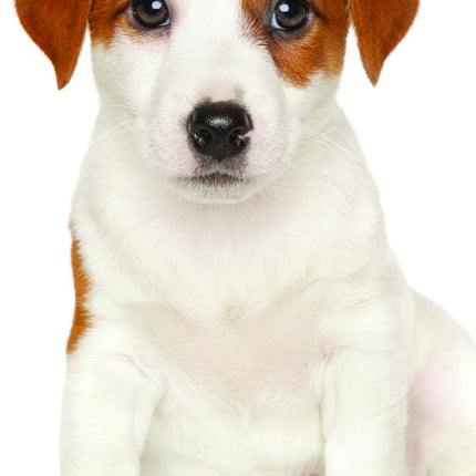 Tallon Dogs and Puppies Kalender 2027 Slimline