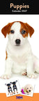 Cuccioli