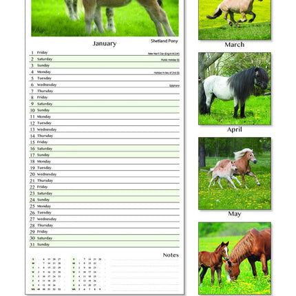 Tallon Donkey, Foal, Horse, Pony Kalender 2027 Slimline