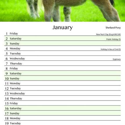 Tallon Donkey, Foal, Horse, Pony Kalender 2027 Slimline