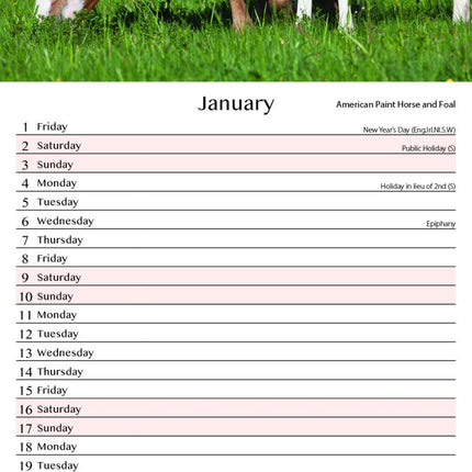 Tallon Donkey, Foal, Horse, Pony Kalender 2027 Slimline