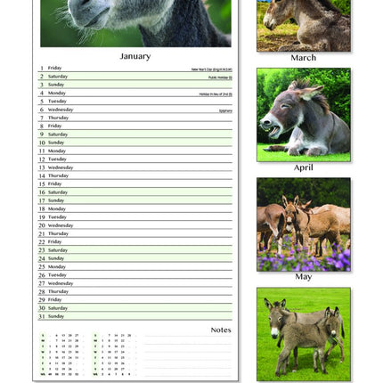 Tallon Donkey, Foal, Horse, Pony Kalender 2027 Slimline