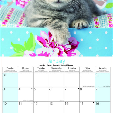 Tallon Kittens and Puppies Kalender 2027