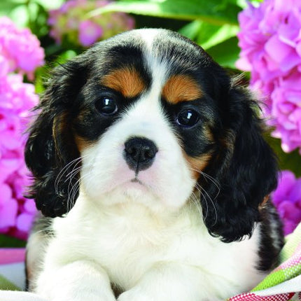 Tallon Kittens & Puppies Midi Kalender 2027