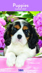 Chiots