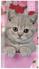Kitten rose