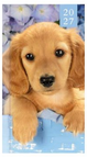 Puppy bleu