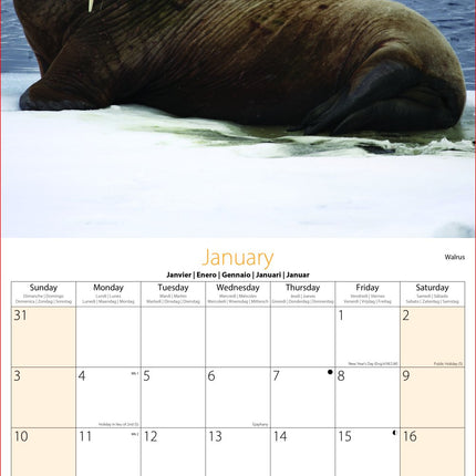 Tallon Wildlife, Birds, Sealife Kalender 2027