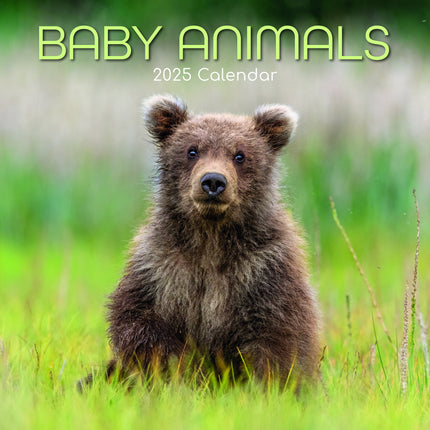 The Gifted Stationary Baby Animals Kalender 2025