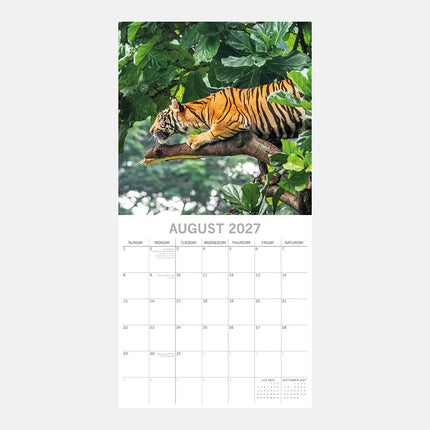 The Gifted Stationary Big Cats Kalender 2027
