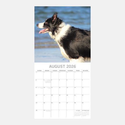 The Gifted Stationary Border Collie Kalender 2026