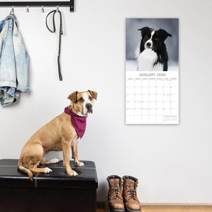 The Gifted Stationary Border Collie Kalender 2027