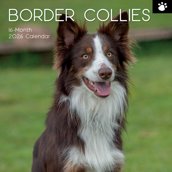 The Gifted Stationary Border Collie Kalender 2027