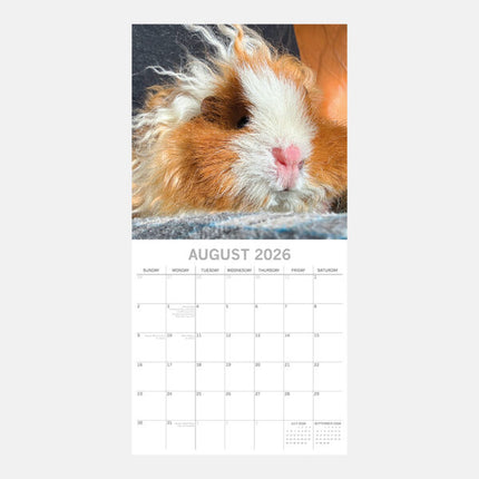 The Gifted Stationary Cavia Kalender 2026