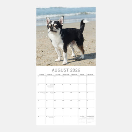 The Gifted Stationary Chihuahua Kalender 2026
