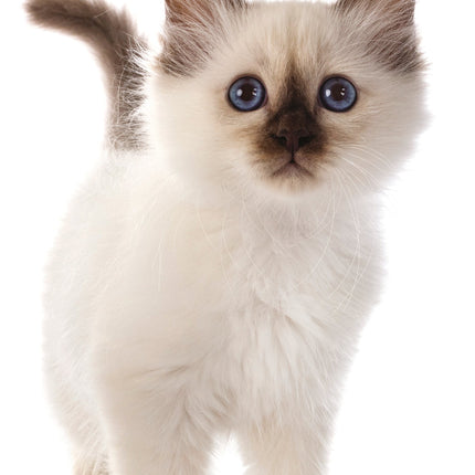 The Gifted Stationary Cute Kittens Slimline Kalender 2026