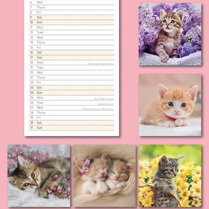 The Gifted Stationary Cute Kittens Slimline Kalender 2027
