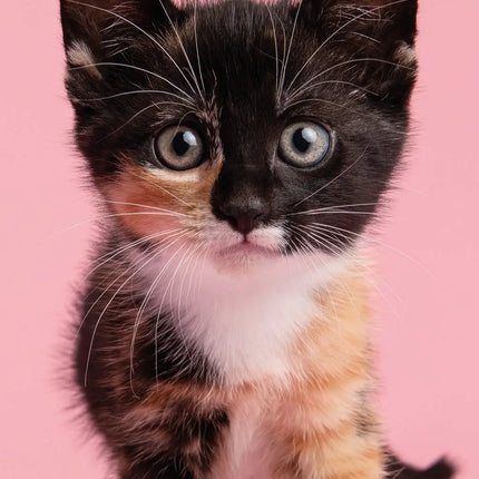 The Gifted Stationary Cute Kittens Slimline Kalender 2027