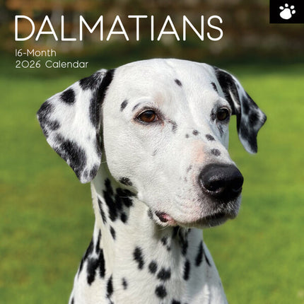 The Gifted Stationary Dalmatiër Kalender 2026