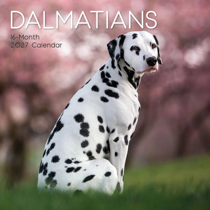 The Gifted Stationary Dalmatiër Kalender 2027