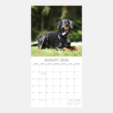 The Gifted Stationary Dobermann Kalender 2026