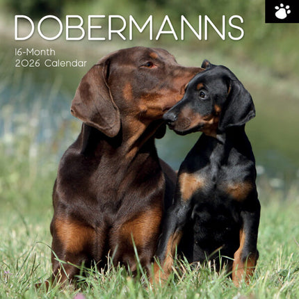 The Gifted Stationary Dobermann Kalender 2026