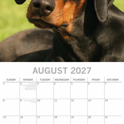 The Gifted Stationary Dobermann Kalender 2027