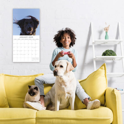 The Gifted Stationary Dogs in the Wind Kalender 2026