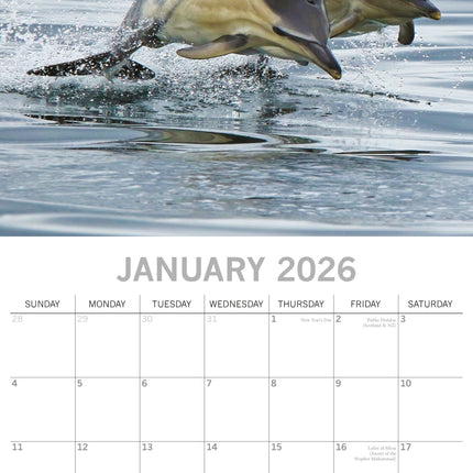 The Gifted Stationary Dolfijnen Kalender 2026