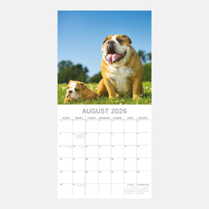 The Gifted Stationary Engelse Bulldog Kalender 2026