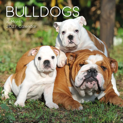 The Gifted Stationary Engelse Bulldog Kalender 2027