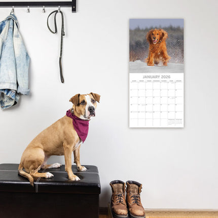 The Gifted Stationary Engelse Cocker Spaniel Kalender 2026
