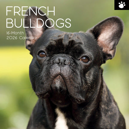 The Gifted Stationary Franse Bulldog Kalender 2026