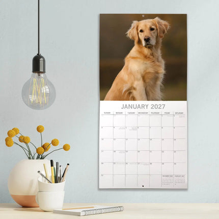The Gifted Stationary Golden Retriever Kalender 2027