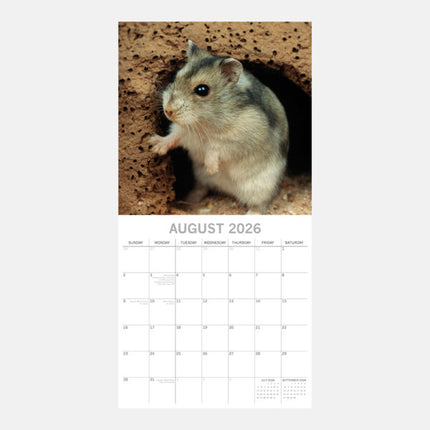 The Gifted Stationary Hamster Kalender 2026