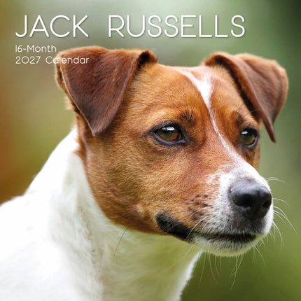 The Gifted Stationary Jack Russell Terrier Kalender 2027