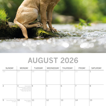 The Gifted Stationary Labrador Retriever Mixed Kalender 2026