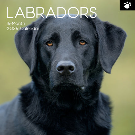 The Gifted Stationary Labrador Retriever Mixed Kalender 2026