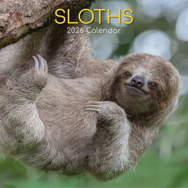Aazon | Sloth Yoga 2023 Wall Calendar | Willow Creek Press | Nature