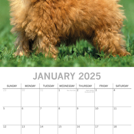 The Gifted Stationary Poedel Kalender 2025