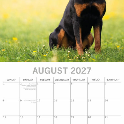 The Gifted Stationary Rottweiler Kalender 2027