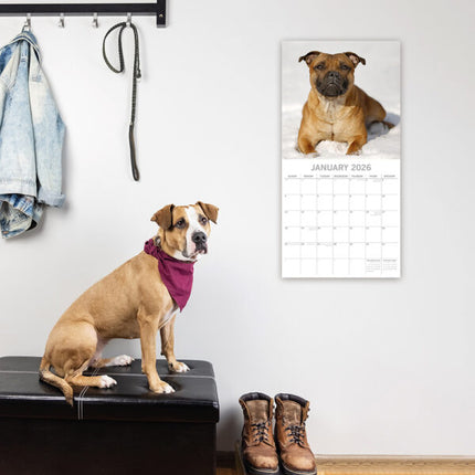The Gifted Stationary Staffordshire Bull Terrier Kalender 2026