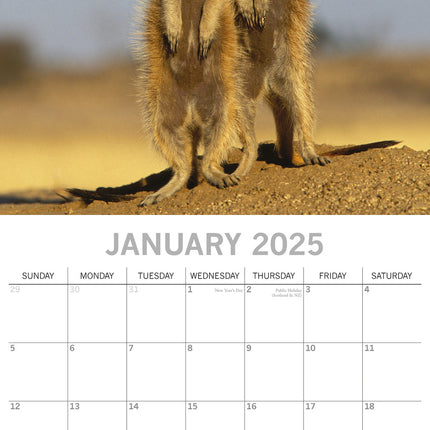 The Gifted Stationary Stokstaartjes Kalender 2025
