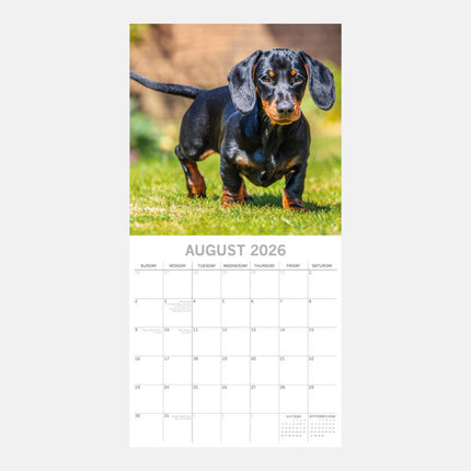 The Gifted Stationary Teckel Kalender 2026