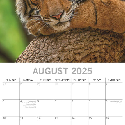 The Gifted Stationary Tijger  Kalender 2025