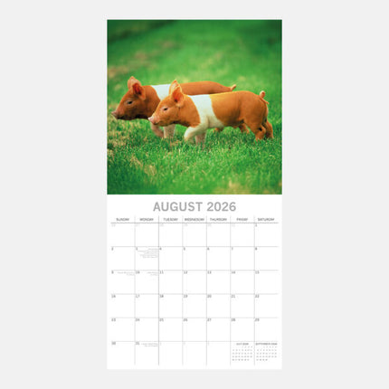 The Gifted Stationary Varken 16 maanden Kalender 2026