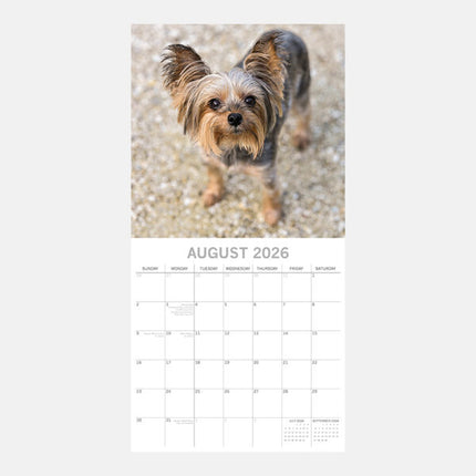 The Gifted Stationary Yorkshire Terrier Kalender 2026