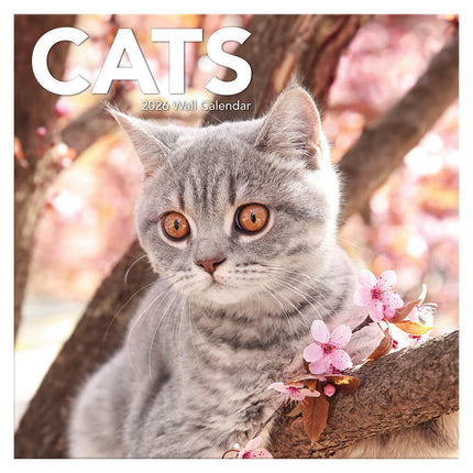 TL Turner Cats Kalender 2026