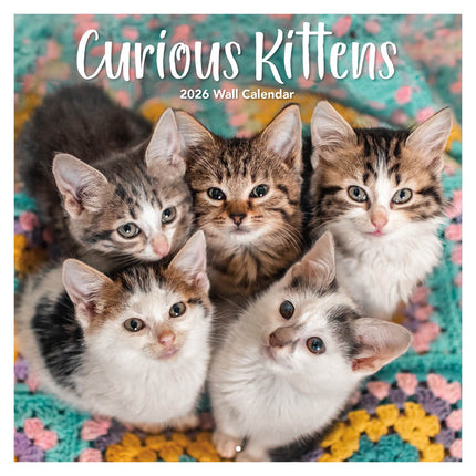 TL Turner Curious Kittens Kalender 2026